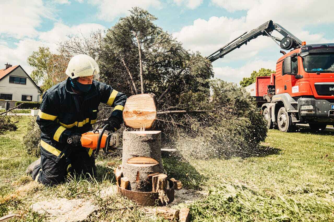 Palm Tree Trimming in Lamar, MO